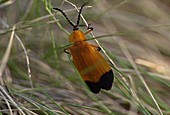 Net-winged beetle