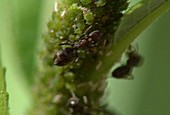 Ants tending aphids