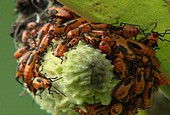Large milkweed bug nymphs