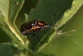 Harlequin bug
