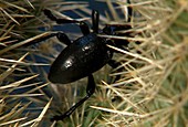 Cactus longhorn beetle