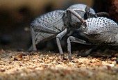 Blue death-feigning beetles