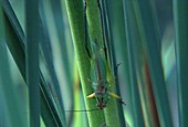 Black-legged meadow katydid