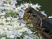 Grasshopper feeding