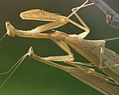 Egyptian mantises mating