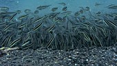 Shoal of lined catfish feeding