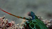 Mantis shrimp eyes