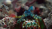 Mantis shrimp