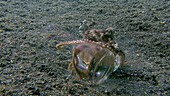 Veined octopus with glass