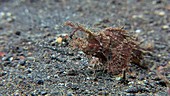 Ambon scorpionfish