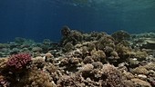 Shallow hard coral reef