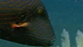 Orange striped triggerfish