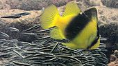 Two banded soapfish