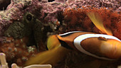 Clark's anemone fish