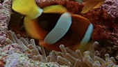 Clark's anemone fish