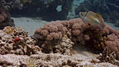 Arabian picasso triggerfish