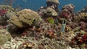 Reef fish feeding