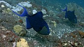 Red mouth triggerfish