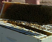 Beekeeper inspecting a hive