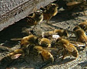 Honeybees communicating