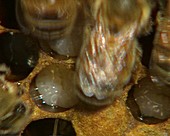 Honeybees tending larva