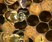Adult honeybee emerging