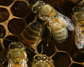 Honeybee feeding larva