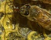 Honeybees saving honey