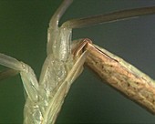 Chinese mantis molting