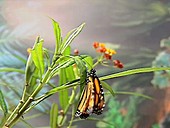 Monarch butterfly metamorphosis