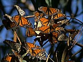 Monarch butterflies overwintering