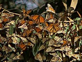 Monarch butterflies overwintering