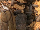 Madeira cockroach