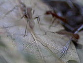 Slave-making ants