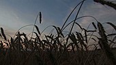 Rye crops at sunset