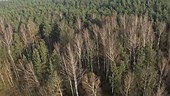 Winter forest, aerial