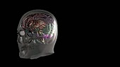 Brain in the skull