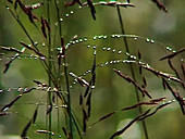 Dew forms on plants