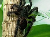 Pinktoe tarantula