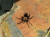 Mexican fireleg, or redleg, tarantula