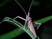 Neotropical katydid