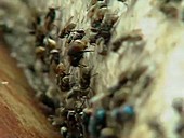 Flies in French Guiana open dump