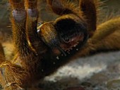 Usambara orange tarantula