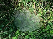 Grass spider sheet web