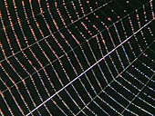 Orb weaver spider web