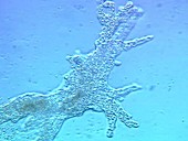Amoeba proteus amoeba