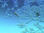 Lacrymaria olor ciliate protozoa