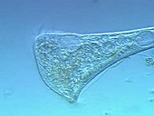 Stentor coeruleus ciliate protozoa