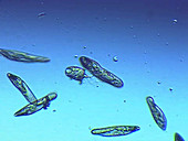 Didinium nasutum ciliate protozoa