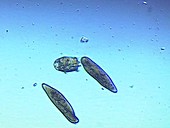 Didinium nasutum ciliate protozoa